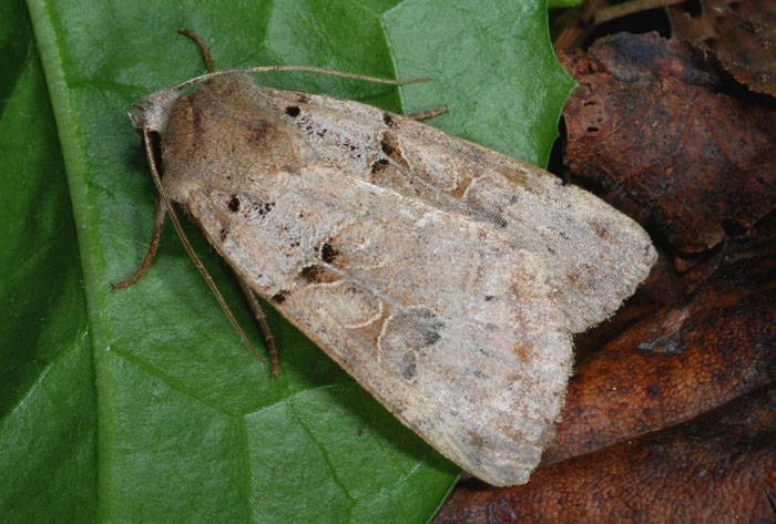 Noctuidi dal reggiano